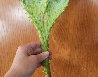 Sukulent o kształcie ogona syreny – odrobina magii w Twoim domu