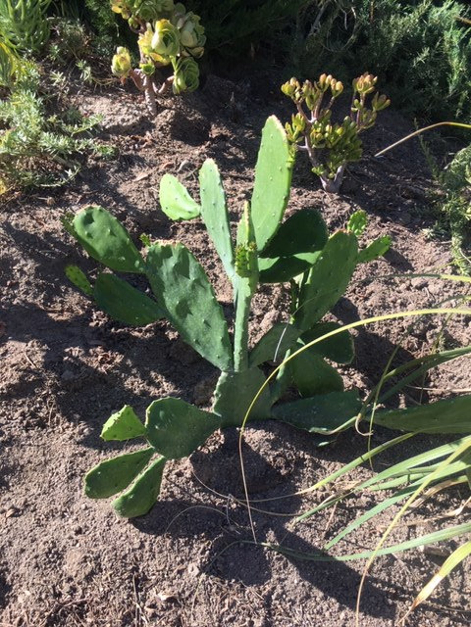 Boutures de cactus sans épine Opuntia ficus-indica. - Etsy Canada
