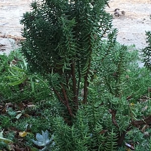 Crassula tetragona – Miniature Pine Tree Succulent | Rooted Plants or Cuttings