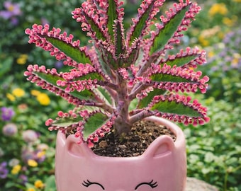 Mother of Thousands (Kalanchoe daigremontiana) – Also Known as Pink or Purple Butterfly Plant