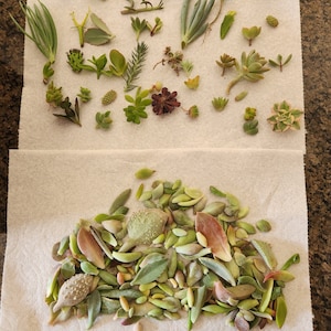 100, 200, or 300 Succulent leaves for propagation. Price includes priority shipping for USA orders.
