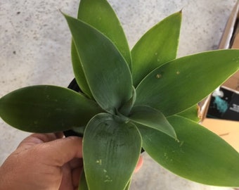 Agave attenuata, agave coda di volpe e 2 piante grasse misteriose.