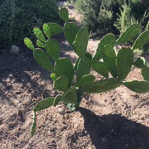Spineless Cactus (Cochenillifera) Cuttings – Hardy, Fast-Growing Green Beauty