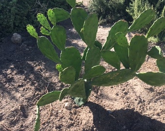 Spineless cactus (Opuntia ficus-indica) cuttings.