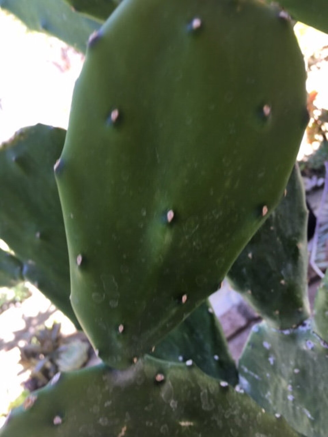 Boutures de cactus sans épine Opuntia ficus-indica. - Etsy Canada