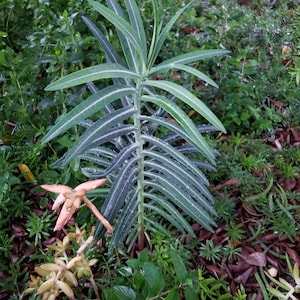 Gopher Purge (Euphorbia lathyris) – Natural Gopher Deterrent – Bare Root Plants – Priority Shipping
