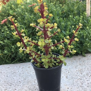 Boutures d&#39;éléphants (Portulacaria afra &#39;Decumbent&#39;) - Beauté verte rustique avec des tiges rouges