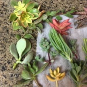 Succulentenstekken: tot 40+ verschillende soorten succulentenstekken, gratis prioriteitsverzending binnen de VS