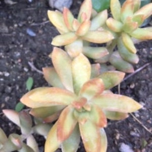 Golden Glow Sedum Cuttings