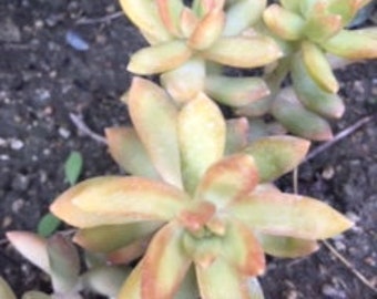 Golden Glow Sedum Cuttings