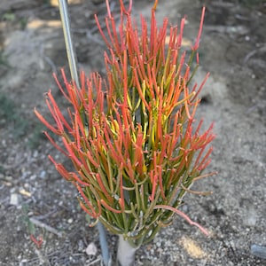 Fire Stick Plant (Euphorbia Tirucalli) – Colorful, Drought-Resistant Cuttings