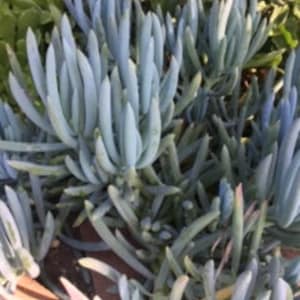 Puede incluir: Un grupo de plantas suculentas de color azul verdoso con hojas largas y delgadas. Las plantas están creciendo en un jardín.