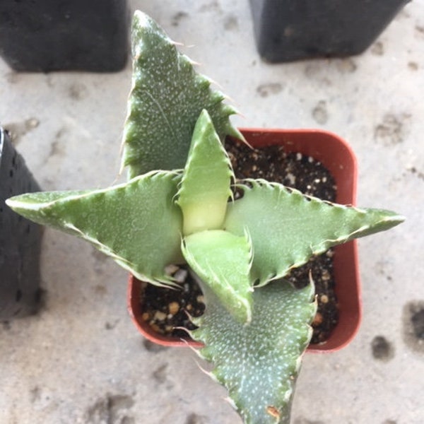 Tiger Jaw (Faucaria tigrina) succulent cutting