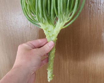 Vetplant met zeemeerminstaart: een vleugje magie voor in huis