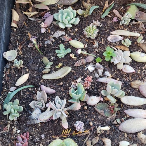 Succulent leaves laid on soil for propagation