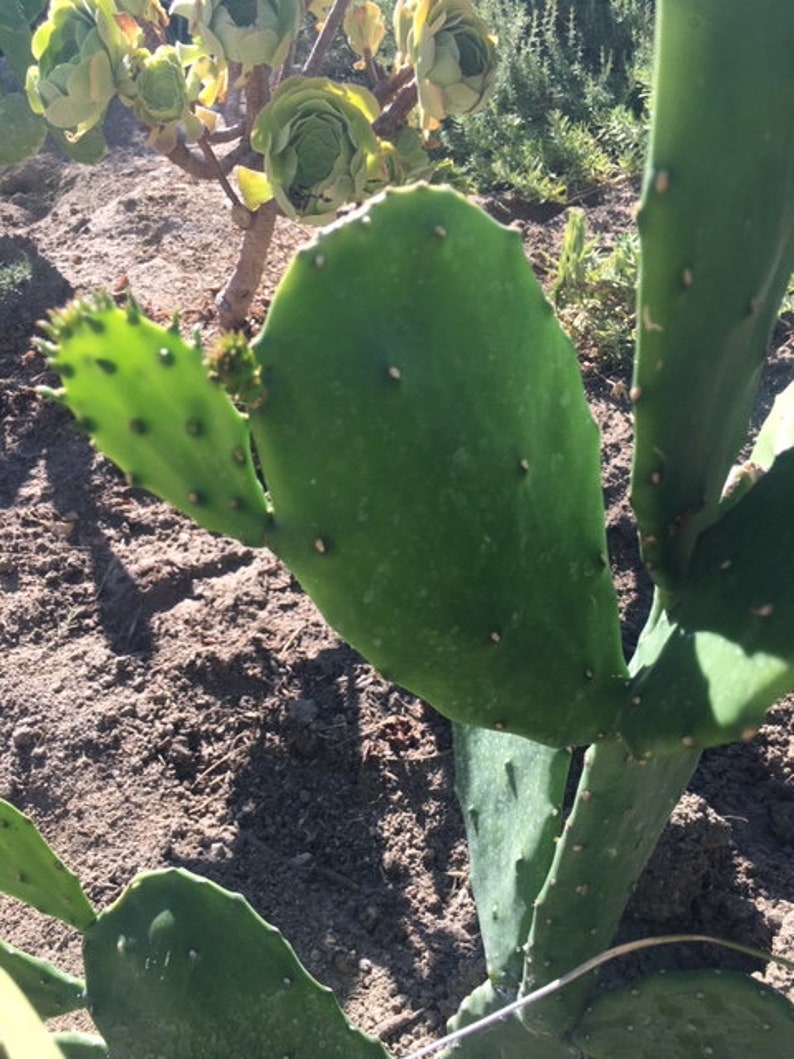 Boutures de cactus sans épine Opuntia ficus-indica. - Etsy Canada