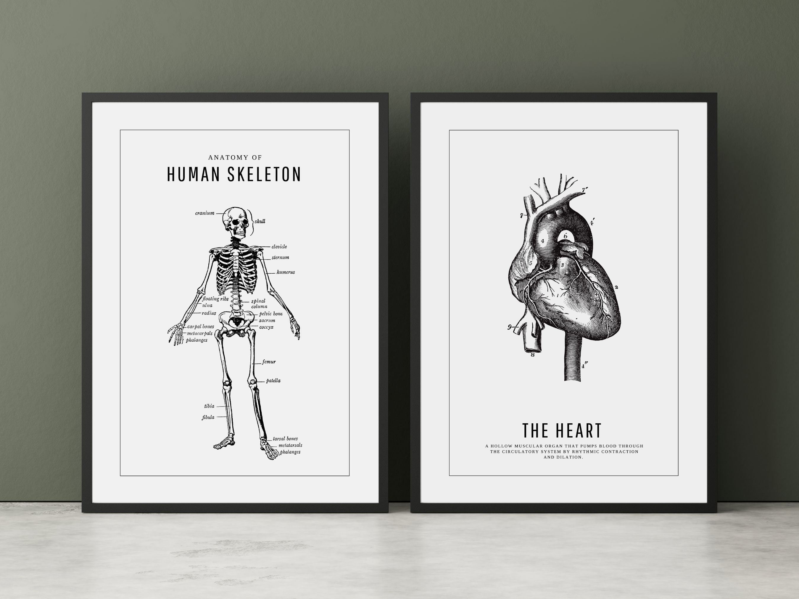 Human Skeleton Anatomy Poster | Digital Print | Minimalist Wall Art ...