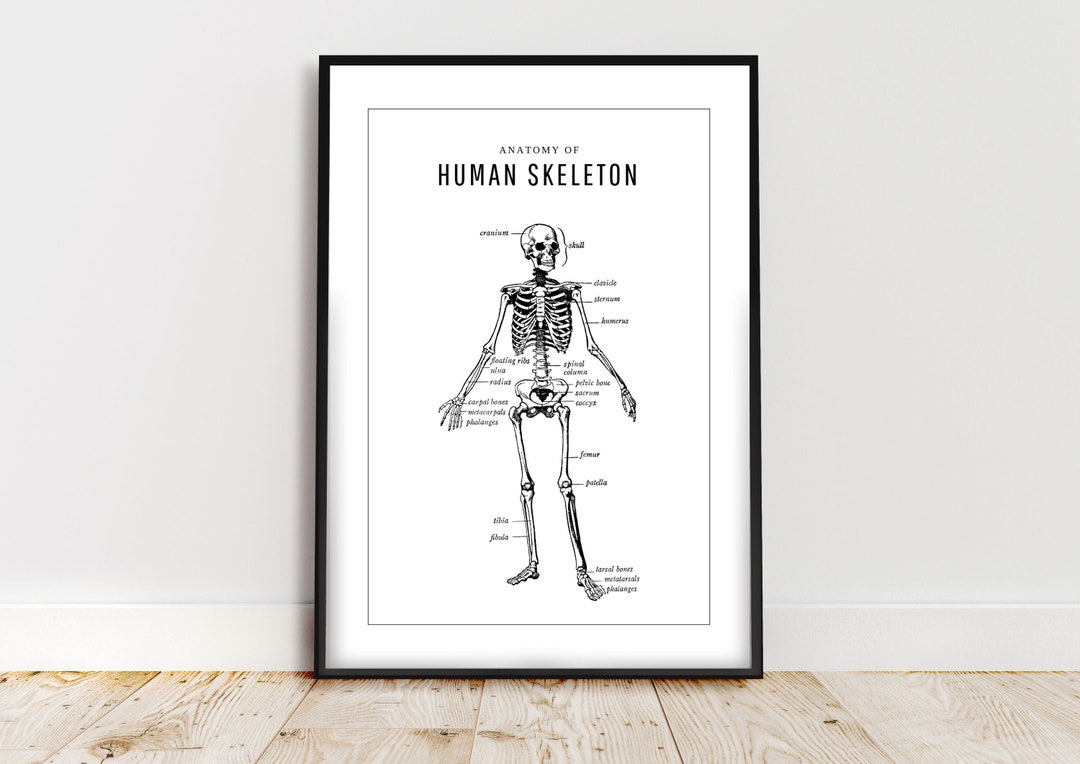 Human Skeleton Anatomy Poster | Digital Print | Minimalist Wall Art ...