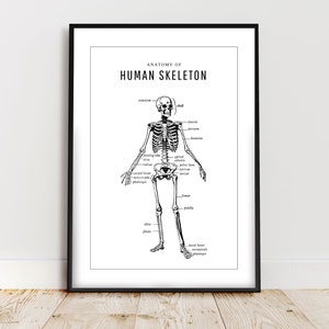 Human skeleton anatomy poster | Digital print | Minimalist wall art | printable art | Anatomy art print | Halloween decor | Anatomical art
