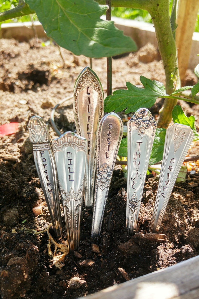Puede incluir: Seis cucharas de plata con etiquetas grabadas para diferentes hierbas, incluyendo perejil, eneldo, cilantro, albahaca, tomillo y cebollino, est&aacute;n clavadas en la tierra de un jard&iacute;n.