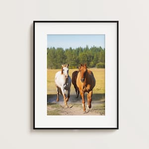 May include: Two horses run through a field of tall grass. The horse in the foreground is brown, while the horse in the background is white with brown spots. Both horses are looking directly at the camera.
