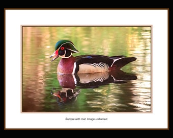 Wood Duck at dawn Wildlife Photo. Waterfowl Wall Art, Ready to frame. Wildlife photography and wildlife fine art photograph.