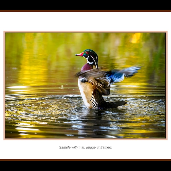 Wood Duck Wildlife Photo stretching his wings in the sun.  Ready to frame. Wildlife photography and wildlife fine art photograph. Wall Art.