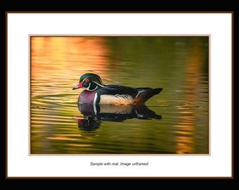 Wood Duck at dawn Wildlife Photo. Waterfowl Wall Art, Ready to frame. Wildlife photography and wildlife fine art photograph.