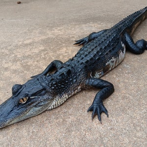 Solid Rubber realistic Alligator prop 4ft long, UV and outdoor proof.