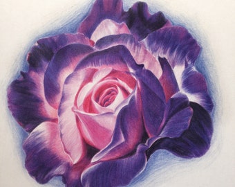 Purple Rose Flower Print, Flower drawing, Flower art, Nature art, Nature drawing