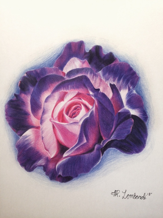 Purple Rose Flower Print Flower Drawing Flower Art Nature Etsy