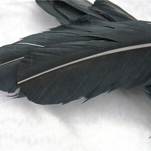 May include: A close-up of two black feathers with a white stripe down the center. The feathers are arranged in a fan shape and are lying on a white surface.