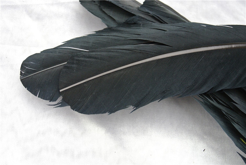 May include: A close-up of two black feathers with a white stripe down the center. The feathers are arranged in a fan shape and are lying on a white surface.