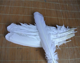 May include: A bunch of white feathers with their quills bundled together. The feathers are arranged in a fan shape, with the tips of the feathers pointing outwards.