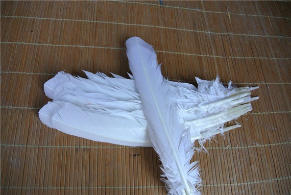 Large Feathers 