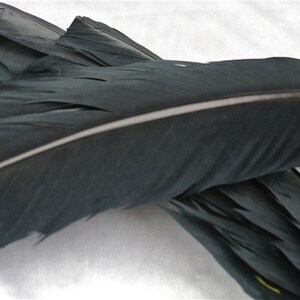 May include: A set of black feathers with a white stripe down the center. The feathers are arranged in a cross pattern.