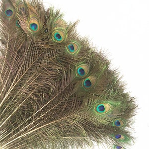100 pcs 30-35inch red hot pink yellow blue turquoise purple  green orange peacock feather for costumes