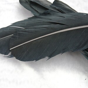 May include: A close-up of a bundle of black feathers with a white stripe down the center. The feathers are arranged in a fan shape and are soft and fluffy.
