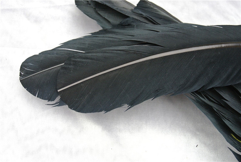 100 pcs 1214inch black Turkey Feathers Turkey Round Quill Etsy