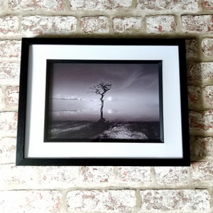 Loch Lomond Tree Framed Print: Milarrochy Bay Black and White