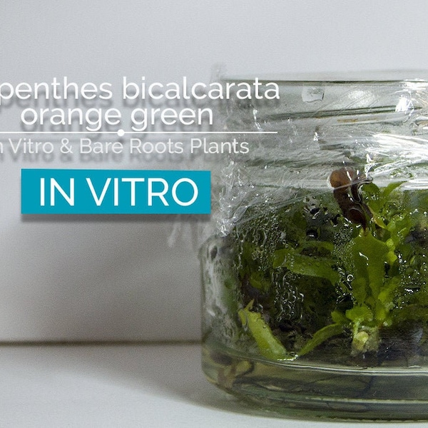 Nepenthes bicalcarata vert orangé in vitro (culture de tissus) Plante carnivore plante tropicale à cruche