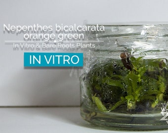 Nepenthes bicalcarata pomarańczowo-zielony in vitro (kultura tkankowa) Roślina mięsożerna, tropikalna roślina dzbanowa