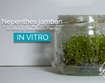 RARE: Nepenthes jamban in vitro (Tissue Culture)