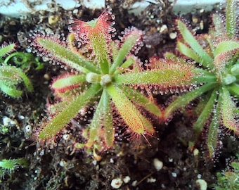 Raro: Drosera graomogolensis, Pianta carnivora, Drosera