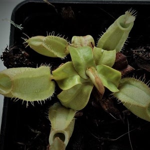 Nepenthes ampullaria, Fleischfressende Pflanze, 1x Babypflanze Bild 1