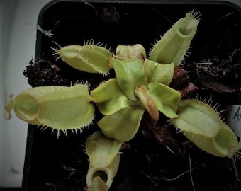 Nepenthes ampullaria, vleesetende plant, 1x babyplant