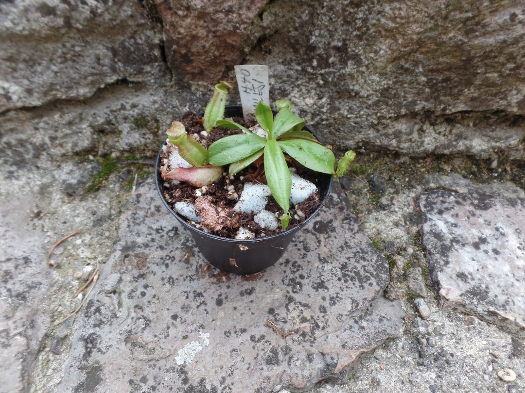 Nepenthes Smilesii Small Size Plant Carnivorous Plant Etsy