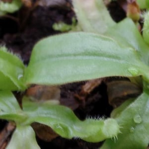 Nepenthes ampullaria, Fleischfressende Pflanze, 1x Babypflanze Bild 2