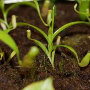 RARE: Nepenthes jamban, bare roots, babyplant image 2