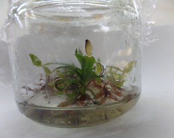 Nepenthes reinwardtiana in vitro (Tissue Culture)